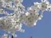 Cherry Blossoms 4-2-03.JPG